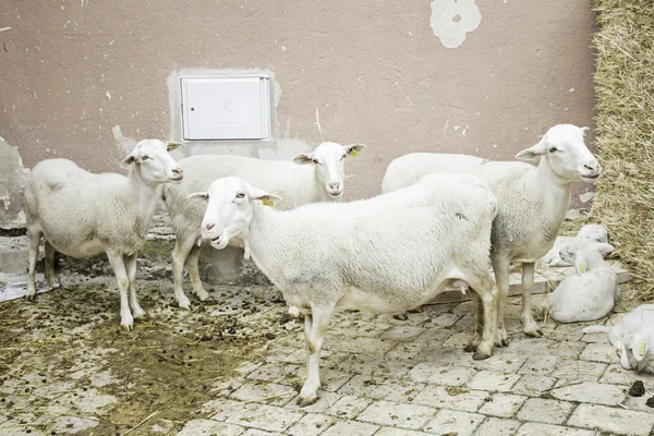 Sheep in pen — Stock Photo, Image