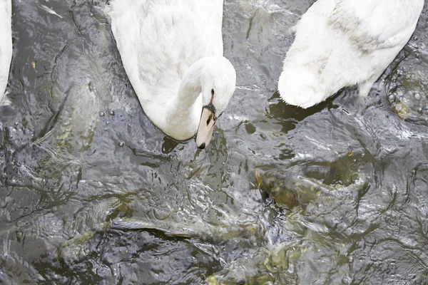 Cisnes y carpas — Foto de Stock