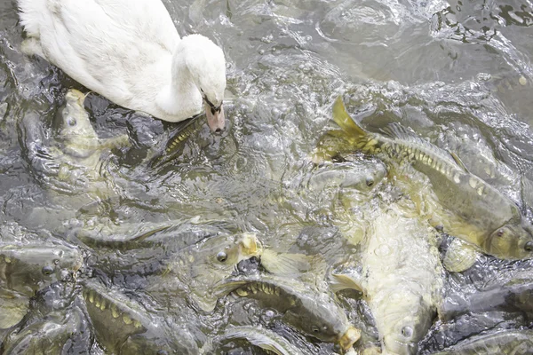 Lake with swan and carps — Stock Photo, Image