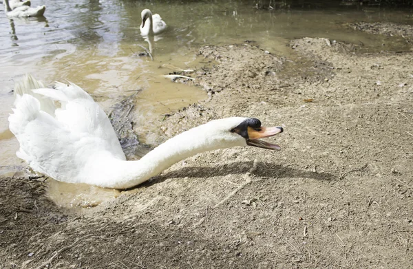 Cisne atacando — Foto de Stock