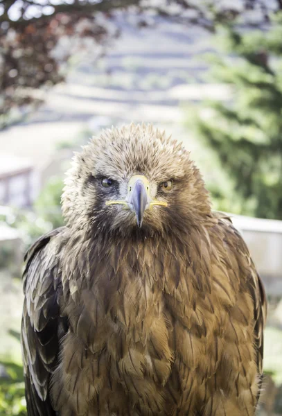 Aquila bruna — Foto Stock