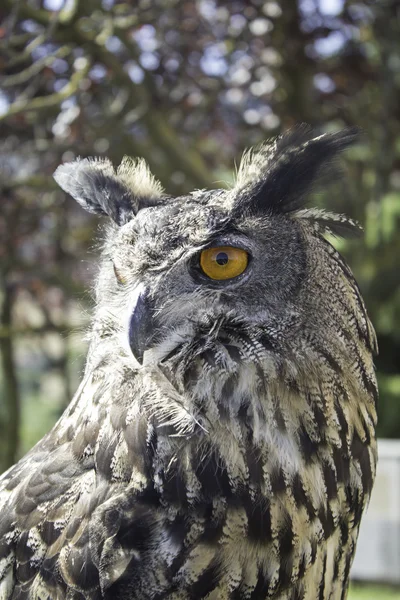 Owl falconry — Stock Photo, Image