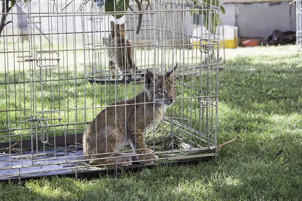 Luchs im Käfig — Stockfoto