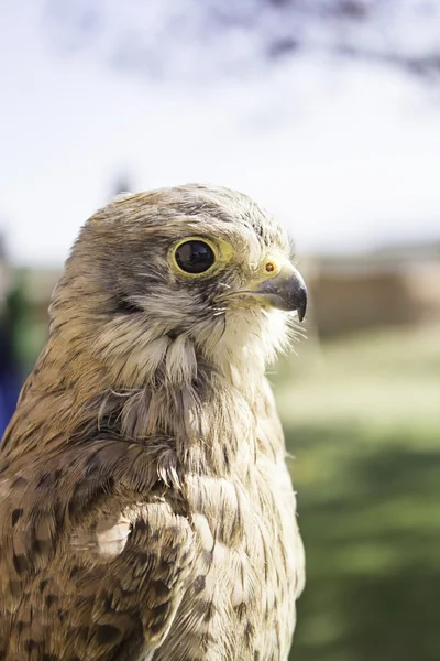 Águila en la naturaleza —  Fotos de Stock