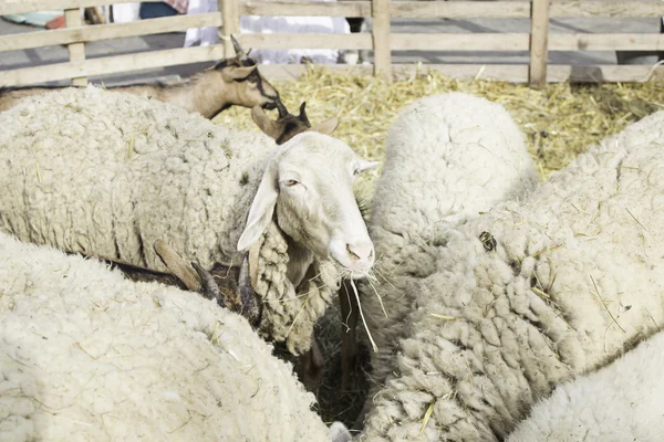 Ovce a kozy — Stock fotografie