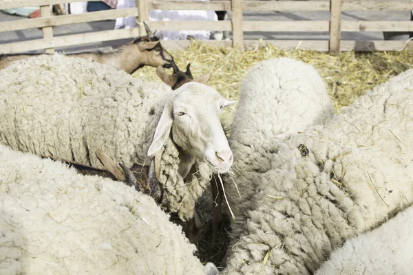 Schapen en geiten — Stockfoto