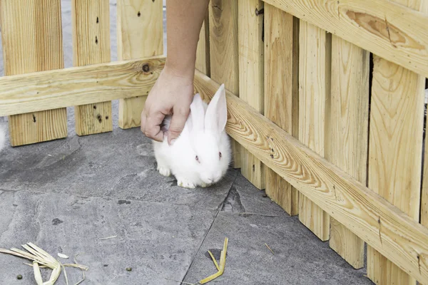 Granja de conejo blanco — Foto de Stock