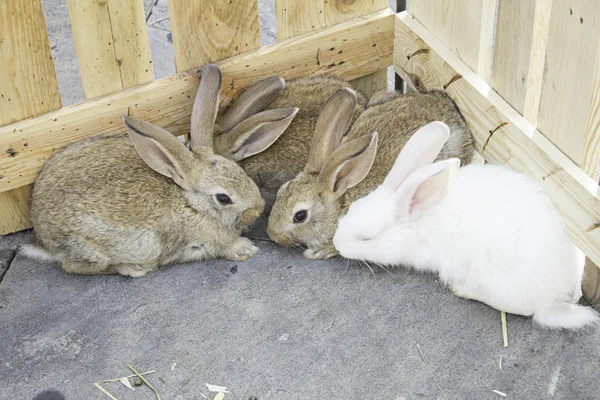 Ganadería conejos — Foto de Stock