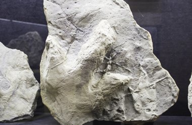 Ayak izi dinozor nesli