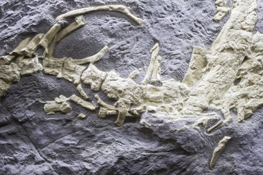 Eski dinazor iskeleti