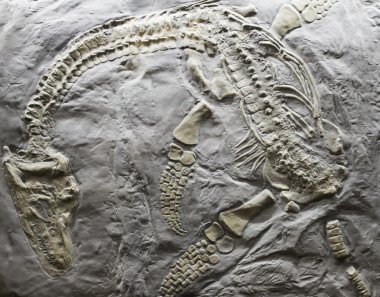 Dinosaur Skeleton clipart
