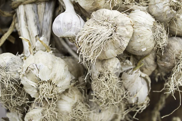 Schlechter und schmutziger Knoblauch — Stockfoto