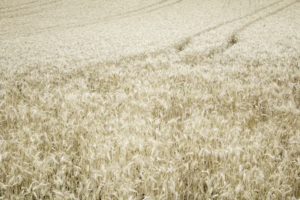 Wheat in nature — Stock Photo, Image