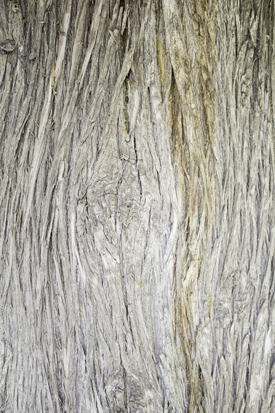 Tree textures — Stock Photo, Image