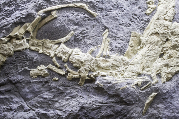 Скелет динозавра
