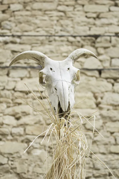 Череп животного коза — стоковое фото
