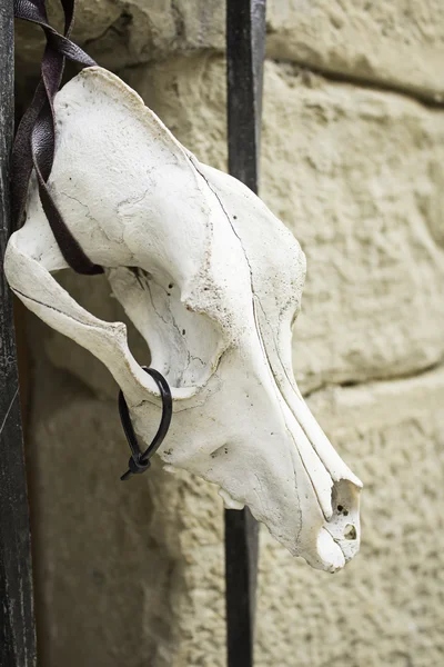Vecchie ossa di capra — Foto Stock