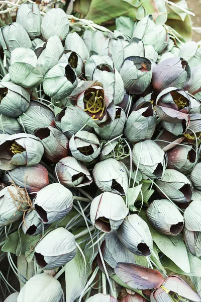 Germoglio di fiori essiccato — Foto Stock