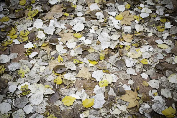 Hromady listí — Stock fotografie