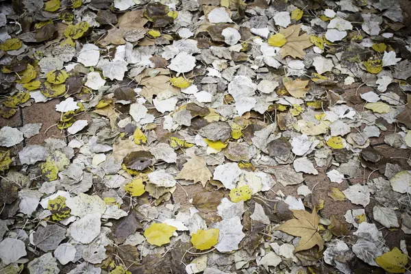 Laubhaufen — Stockfoto