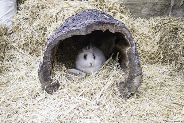 Conejo en paja — Foto de Stock