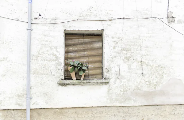 Ventana con planta —  Fotos de Stock