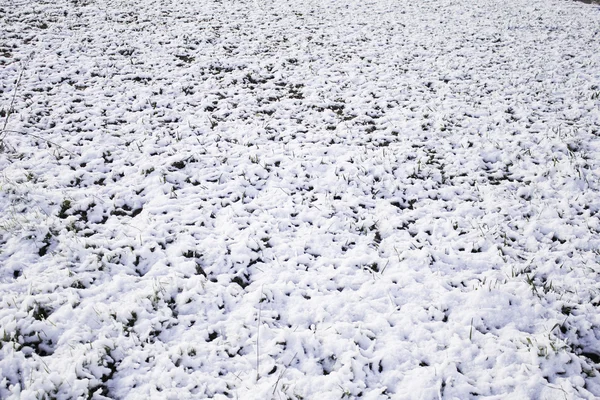 雪草 — ストック写真