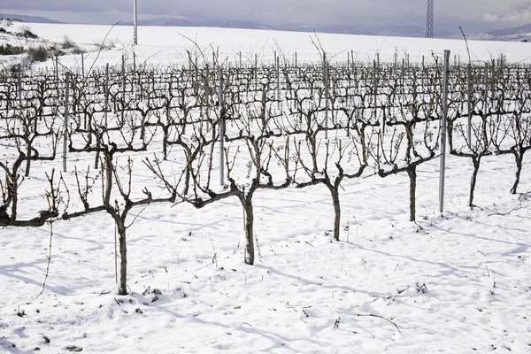 Snöiga träd vingård — Stockfoto