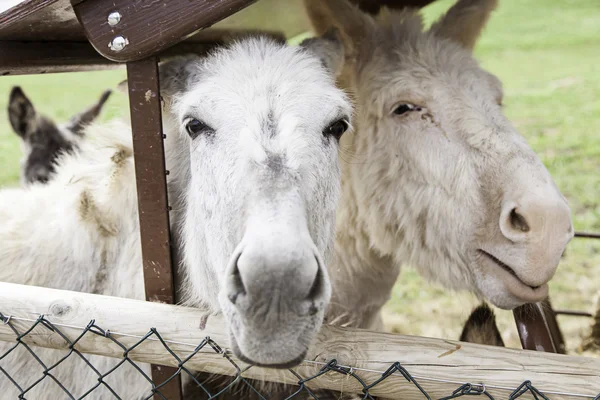 Ezel op landelijke boerderij — Stockfoto