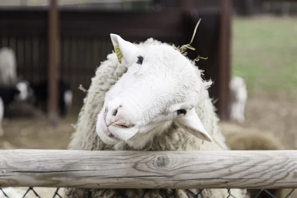Овцы смотрят — стоковое фото