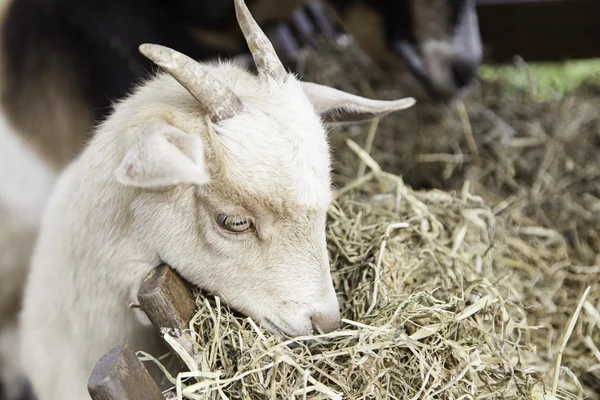 Goat eating — Stock Photo, Image