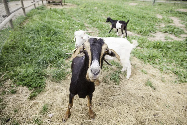 Goat farm — Stock Photo, Image