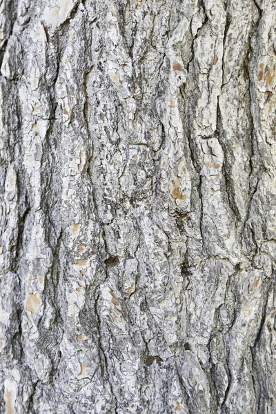 Écorce d'arbre fissurée — Photo