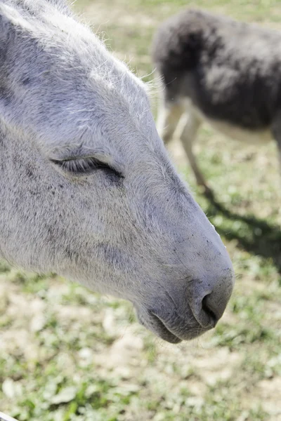 Farmę osłów — Zdjęcie stockowe