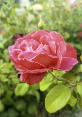 Detail of an aromatic flower in nature