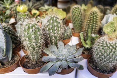 Dekorasyon için küçük çöl kaktüsünün ayrıntıları