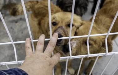 Evlatlık bekleyen terk edilmiş köpeklerin ayrıntıları, tatlım.