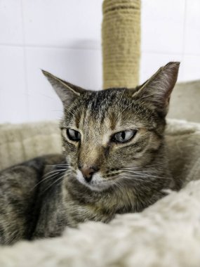 Evcil hayvanların sokağa atılması, hayvan istismarı.