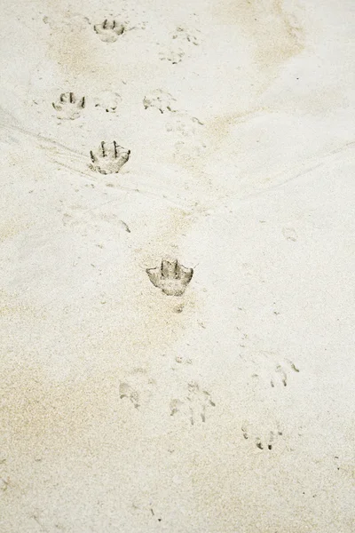 Pegadas de cães de praia — Fotografia de Stock