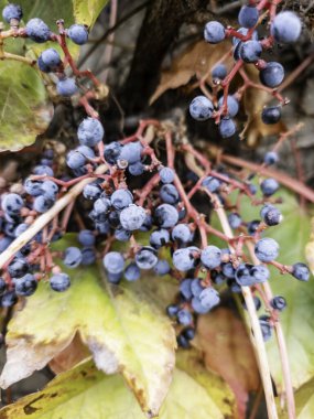 Üzüm bağında üzüm, İspanya 'nın üzüm bağları, şarap