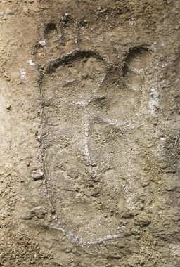 Ayak izi kara ayı