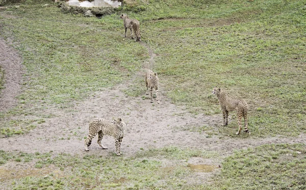 Guepardos en el parque — Foto de Stock