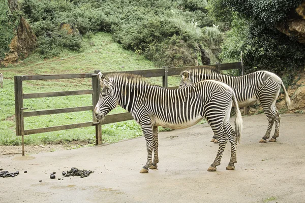 Zebras no parque — Fotografia de Stock