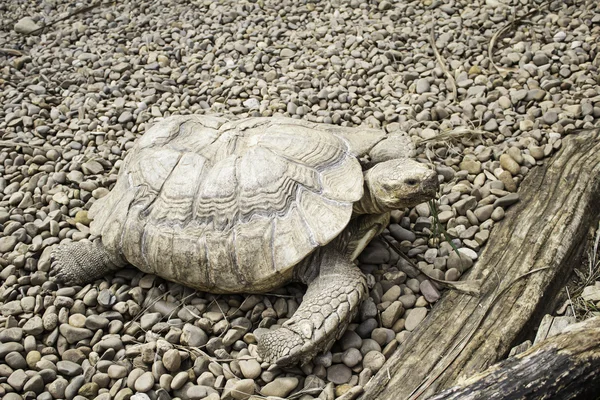 Tortuga terrestre — Foto de Stock