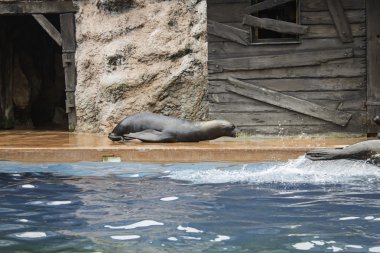 Deniz Aslanları oyun