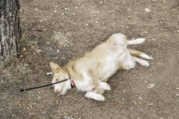 猎犬混合 — 图库照片