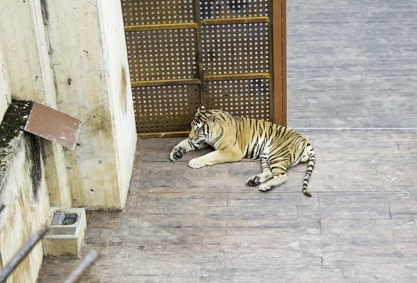Tiger i zoologisk have - Stock-foto