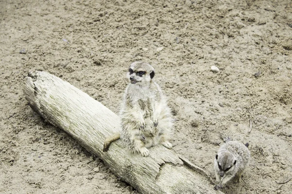 Meerkat des animaux — Photo