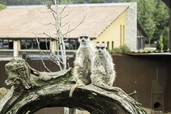 Couple de suricates — Photo