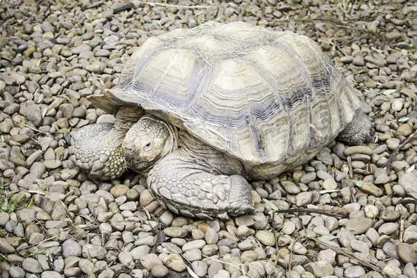 Große Schildkröte — Stockfoto